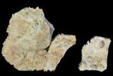 Two Unidentified Dinosaur Skull Fragments - Aguja Formation #105091-1